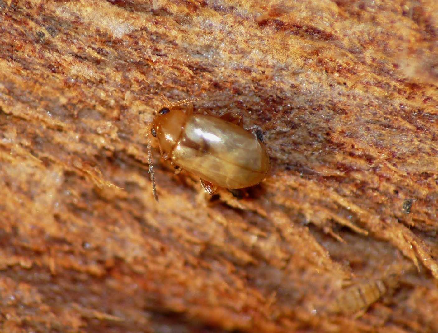 Micro Chrysomelidae dorato